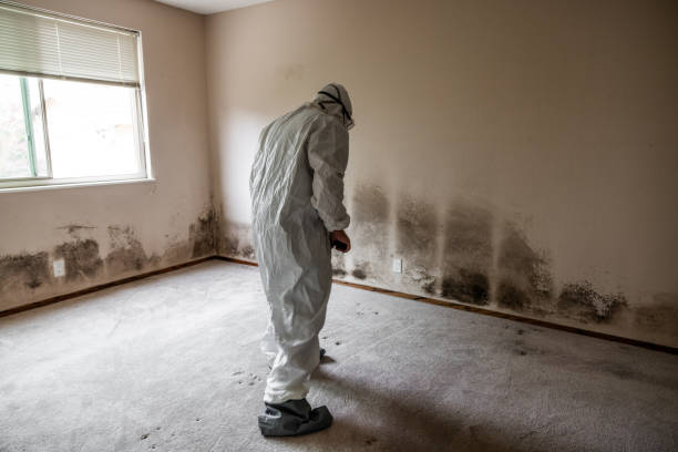 Best Asbestos and Lead Testing During Mold Inspection  in Willard, OH